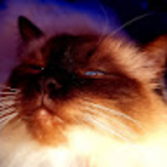 Meet your Posher, Jackson - Picture 1 of 1